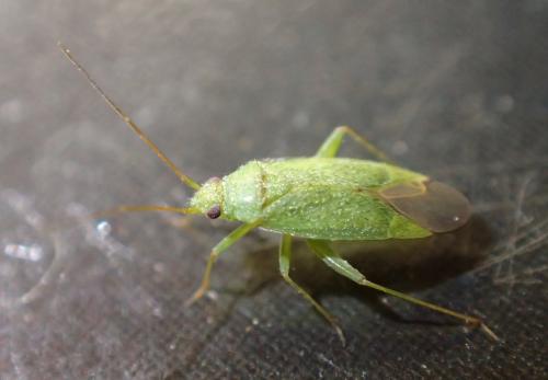 Réf. 299 317 : Orthotylus sp.